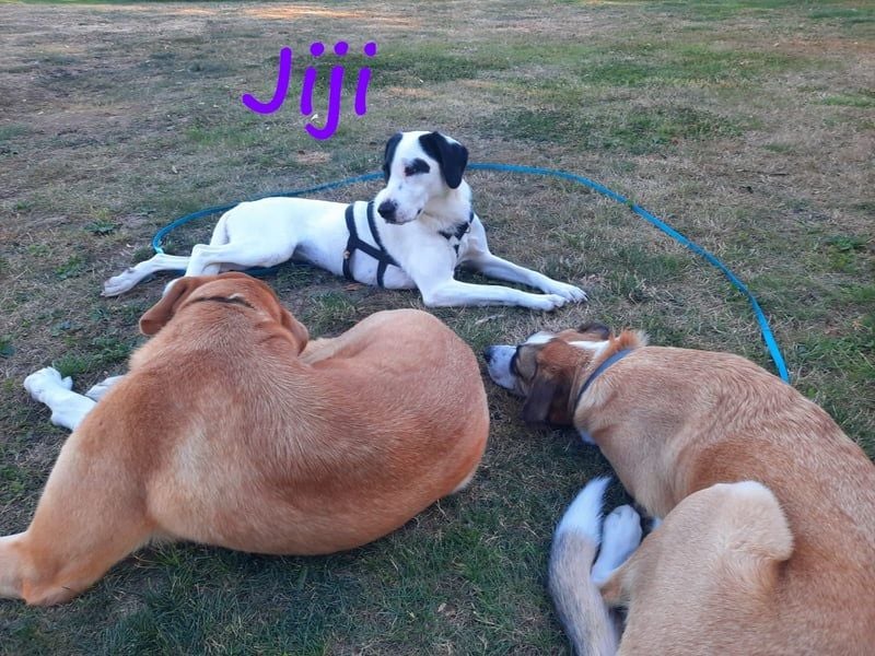 Jiji 07/2023 (in Deutschland) - ruhige und sanfte, wundervolle junge Hündin!