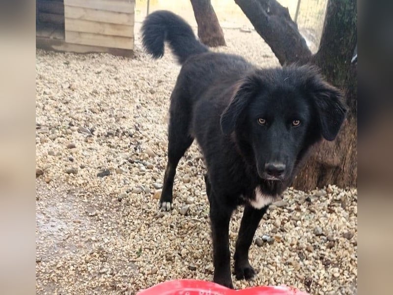 Rover geb. 04/2024 (GRC) - ruhiger, geselliger und liebenswerter Junghund!