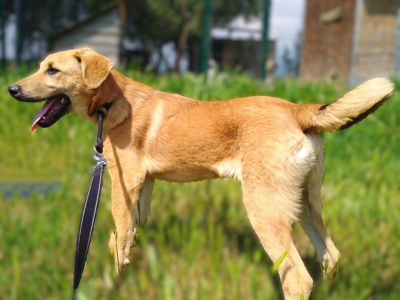 Petros3 geb. 12/2024 (GRC) - ausgeglichener, freundlicher und geselliger Welpe! Petros3 geb. 12/2024 (GRC) - ausgeglichener, freundlicher und geselliger Welpe!