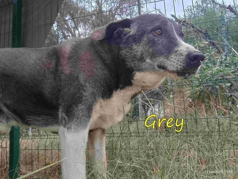 Grey geb. 11/2017 (GRC) - süßer mit einem großem Herz sucht ein warmes Zuhause!