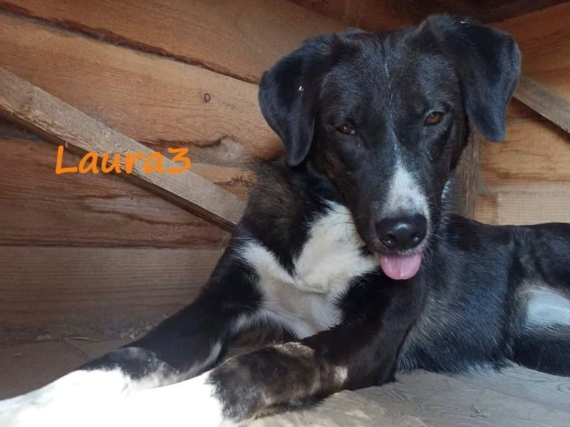 Laura3 geb. 06/2019 (GRC) - schüchterne Schönheit wünscht sich ein ruhiges Zuhause!