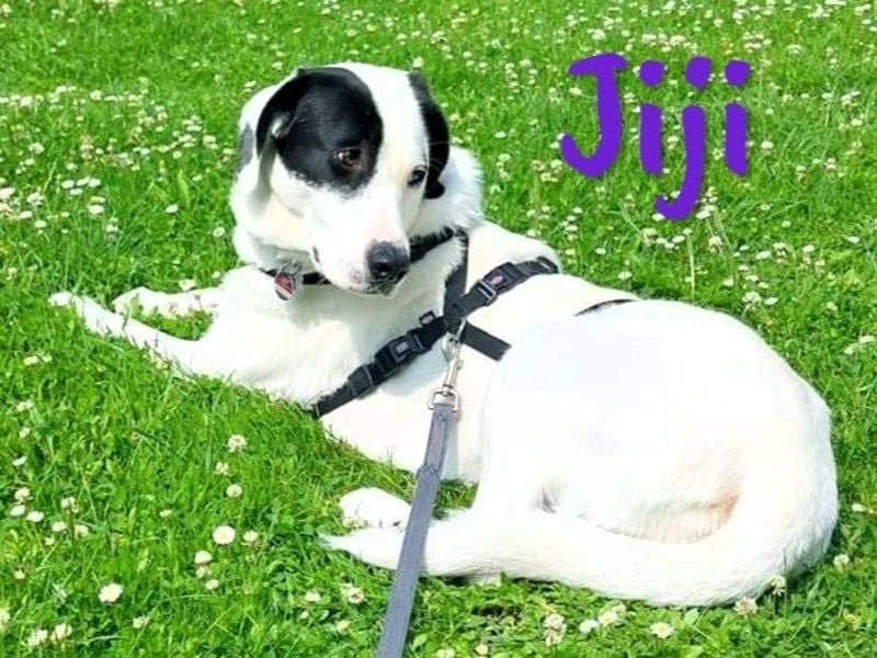 Jiji 07/2023 (in Deutschland) - ruhige und sanfte, wundervolle junge Hündin!