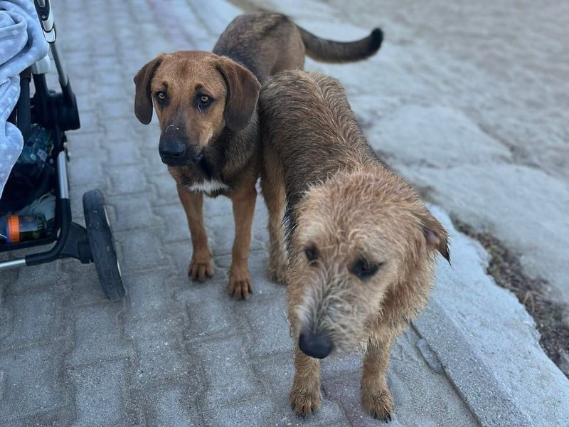 Bono2 geb. 10/2024 (GRC) - entspannter und menschenbezogener Junghund!