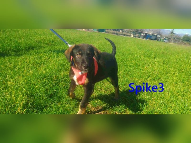 Spike3 geb. 11/2025 (GRC) - geselliges Hundebaby möchte in ein schönes Leben starten!