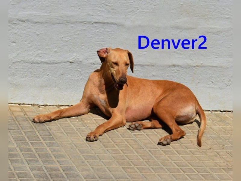 Denver2 geb. 02/2025 (ESP) - verspielter Viszla-Mix sucht Pflegestelle oder liebes Zuhause!