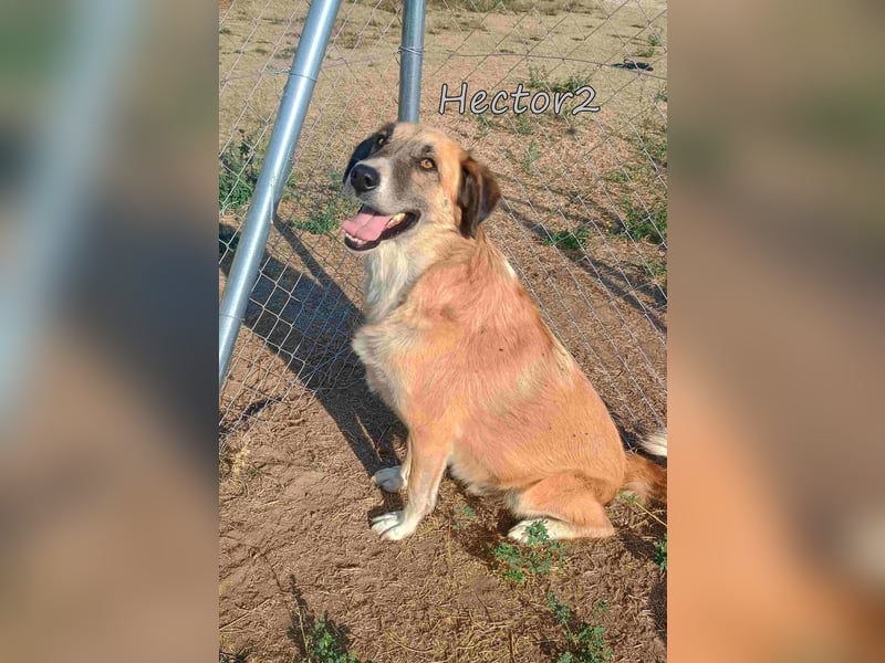 Hector2 geb. 08/2020 (GRC) - ruhiger und freundlicher Rüde wünscht sich eine liebe Familie!