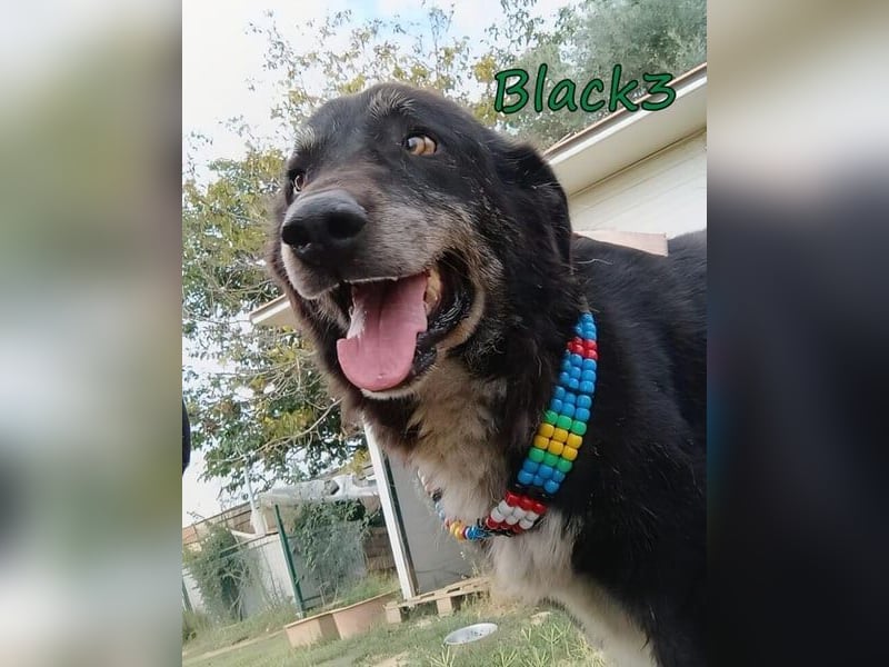 Black3♥️geb. 03/2019 (GRC) - sanfter, liebevoller und verschmuster Rüde!