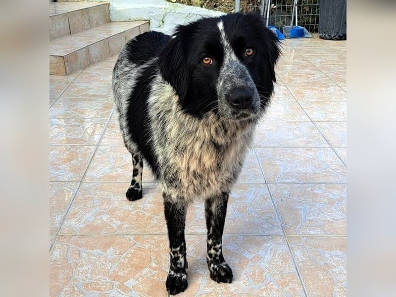 Polly3 geb. 05/2023 (GRC) - neugierige und freundliche, wunderschöne Hündin!