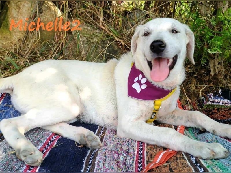 Michelle2 geb. 12/2024 (GRC) - gesellige und ruhige Welpin!