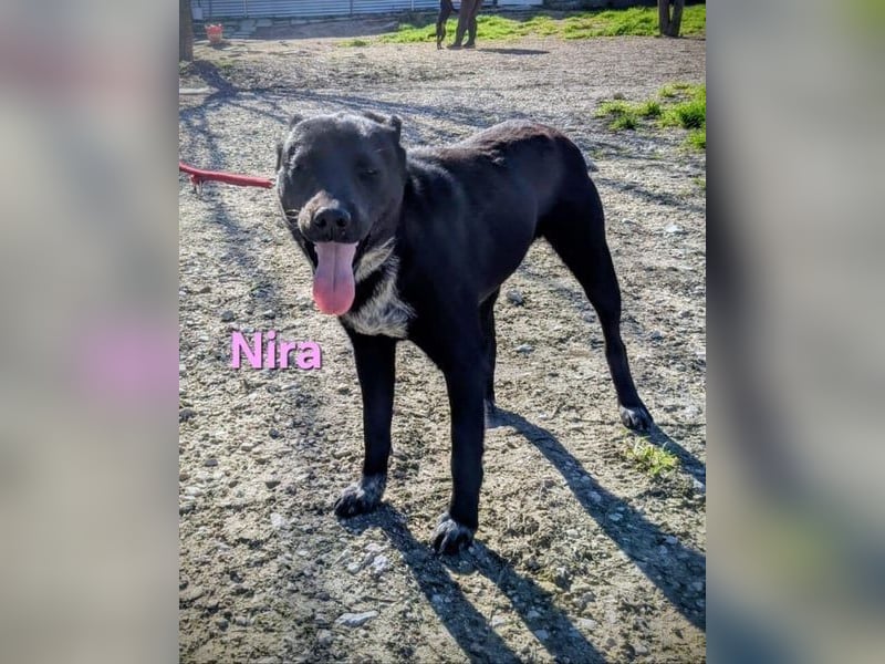 Nira geb. 05/2025 (ESP) - ausgeglichene Junghündin verdient endlich ihre Chance!