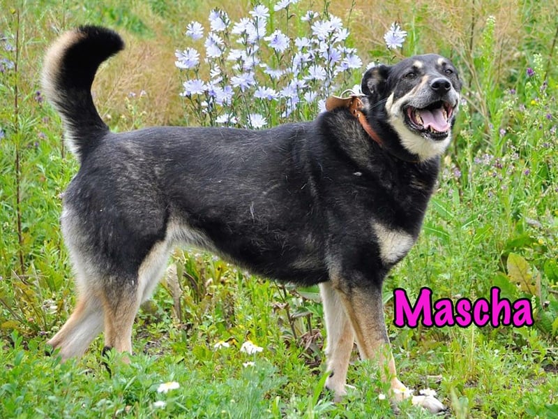 Mascha geb. 11/2016 - genügsame, brave und unglaublich verschmuste Hündin!