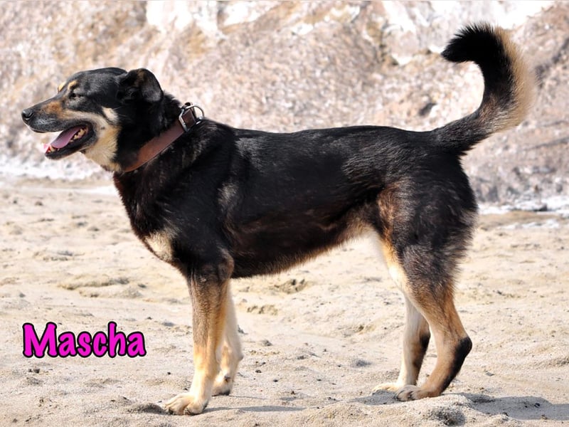 Mascha geb. 11/2016 - genügsame, brave und unglaublich verschmuste Hündin!