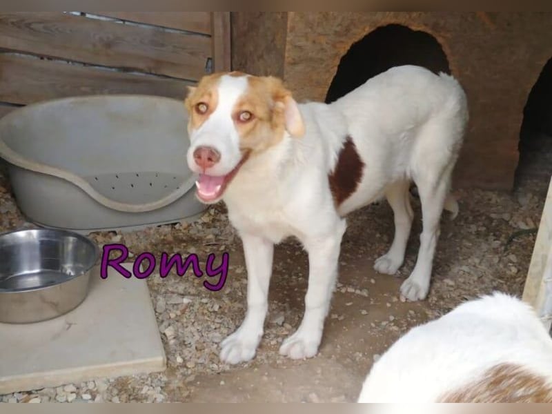 Romy geb. 12/2025 (GRC) - fröhliches und verspieltes Mädchen sucht ein Für-immer-Zuhause!