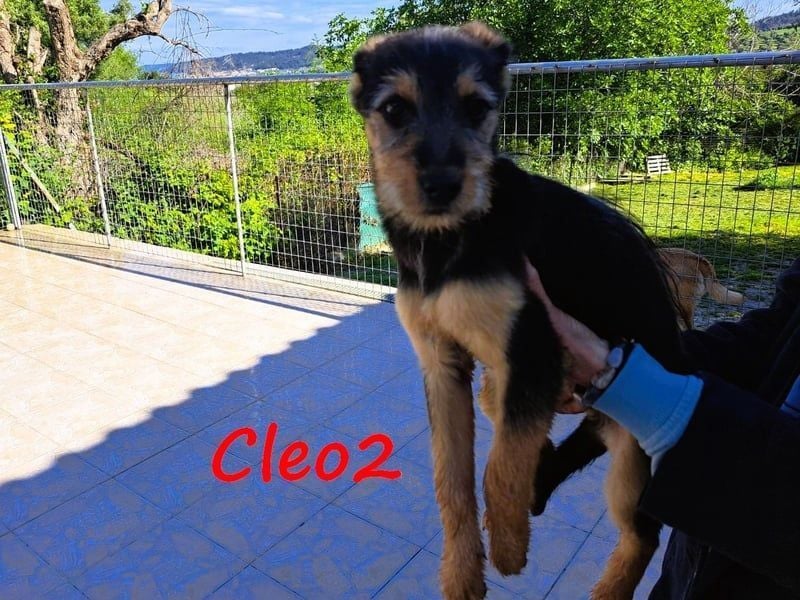 Cleo2 geb. 01/2025 (GRC) - freundliche Junghündin sucht ihr Körbchen!