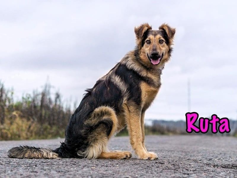 Ruta geb. 01/2025 - gehorsame und fröhliche, wunderschöne Junghündin!