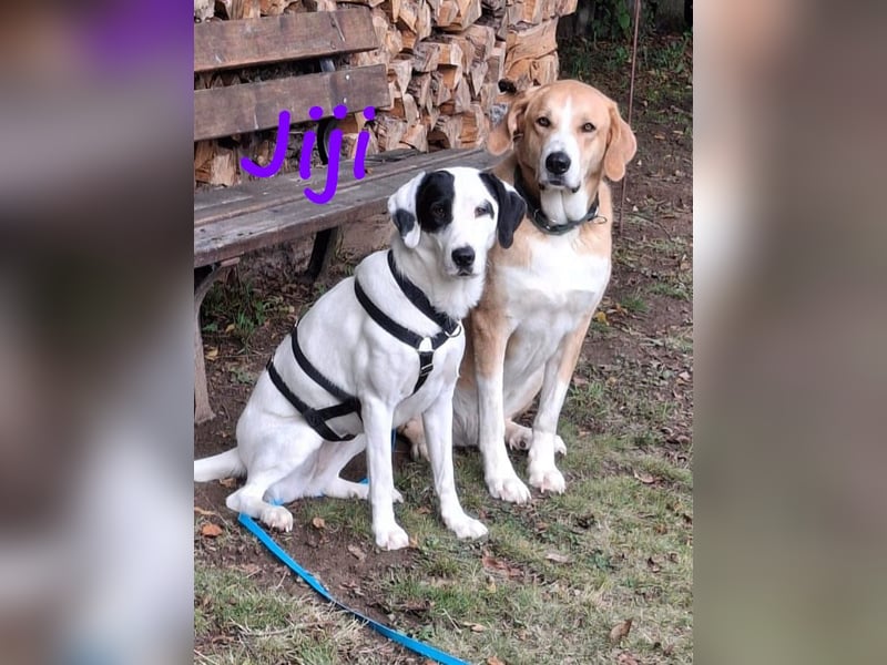 Jiji 07/2023 (in Deutschland) - ruhige und sanfte, wundervolle junge Hündin!