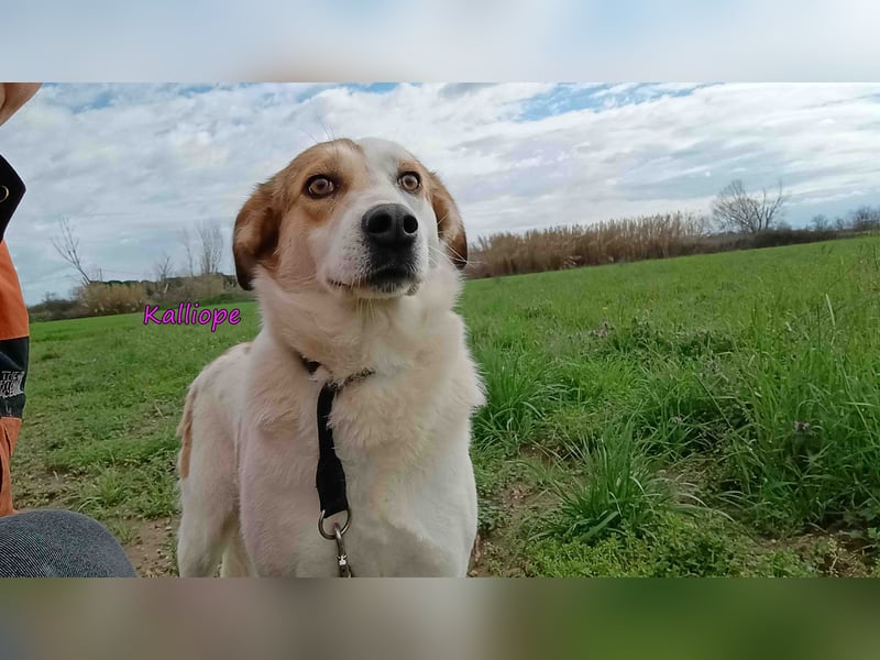 Kalliope geb. 12/2023 (GRC) - liebe, sensible und aktive Prinzessin sucht ihre Für-immer-Familie!