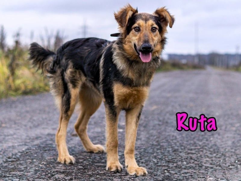 Ruta geb. 01/2025 - gehorsame und fröhliche, wunderschöne Junghündin!