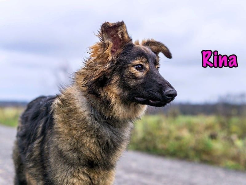 Rina geb. 01/2025 - charmante und verspielte, hübsche Junghündin!