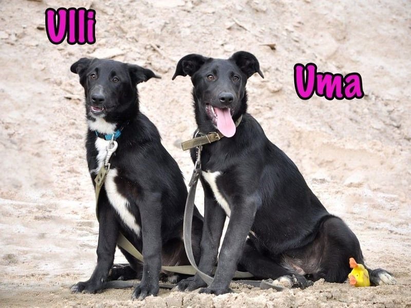 Ulli geb. 03/2025 - fröhliches und neugieriges Mädchen!