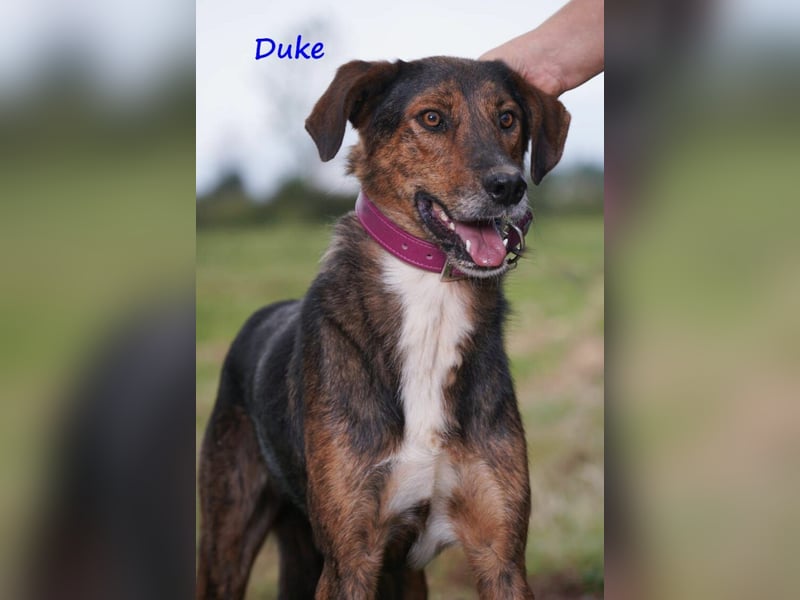 Duke geb. 02/2021 (GRC) - sensibler Rüde möchte endlich das Tierheim verlassen!