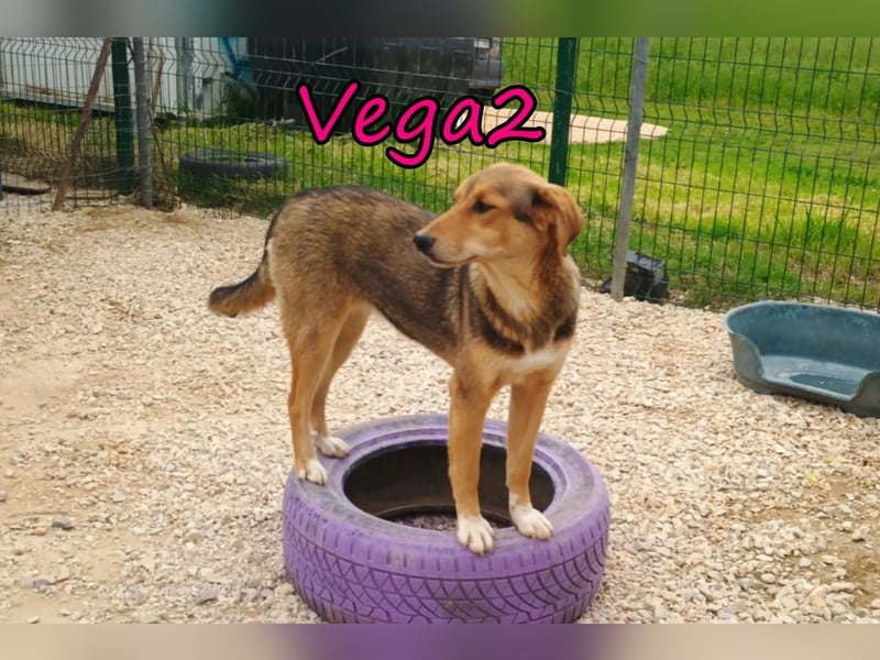 Vega2 geb. 08/2025 (GRC) - zärtliche und anhängliche Welpin!