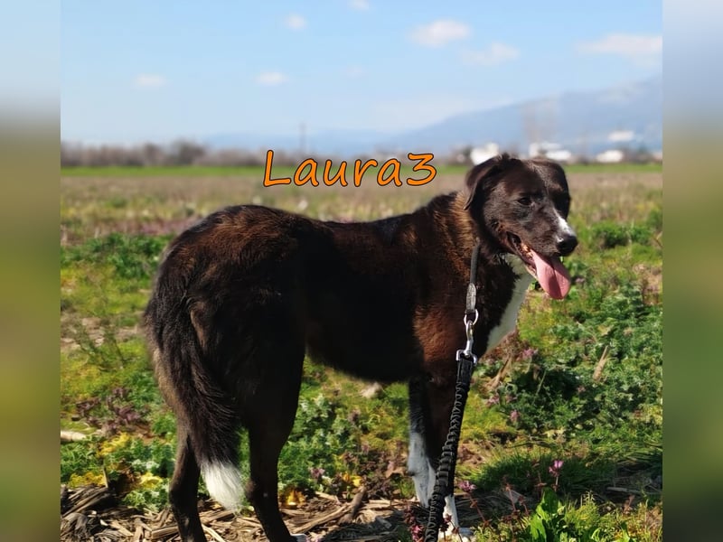 Laura3 geb. 06/2019 (GRC) - schüchterne Schönheit wünscht sich ein ruhiges Zuhause!