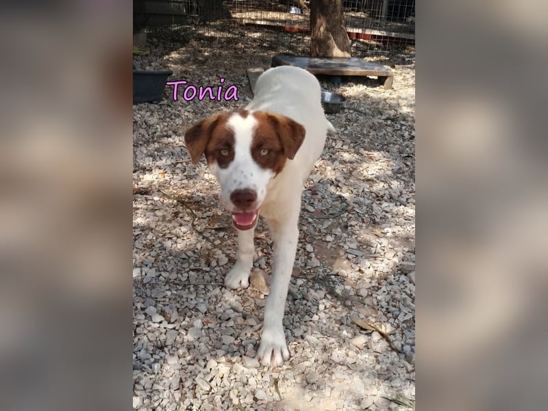 Tonia geb. 12/2025 (GRC) - verspielte Welpin sucht ihre Familie!