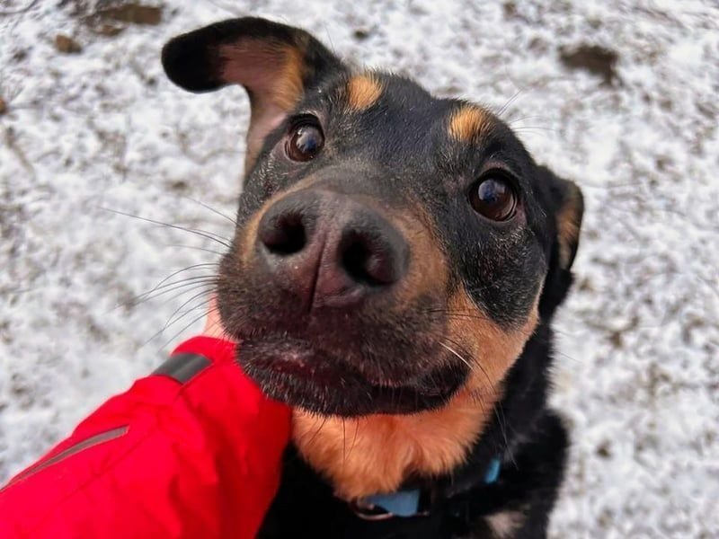 Harry2 geb. 12/2021 - ein Engel auf 4 Pfoten!