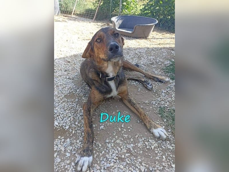 Duke geb. 02/2021 (GRC) - sensibler Rüde möchte endlich das Tierheim verlassen!