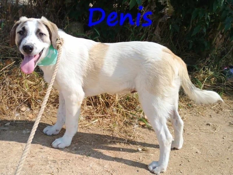 Denis geb. 12/2024 (GRC) - anhänglicher, geselliger, ruhiger und sozialer Welpe!