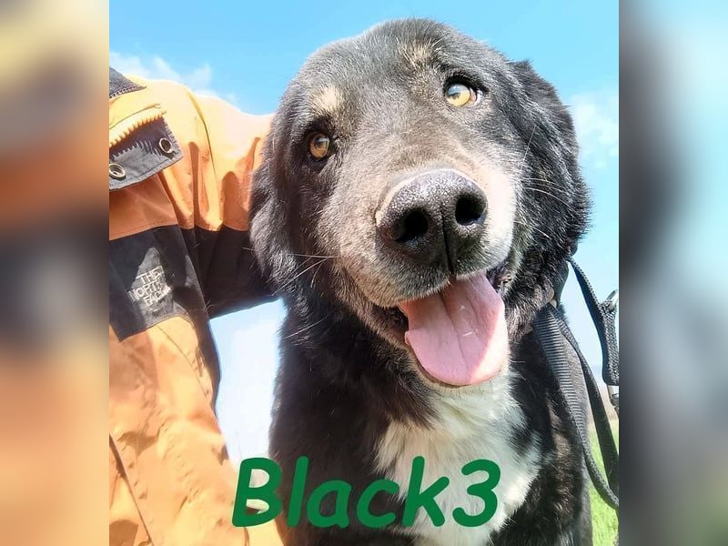 Black3 geb. 03/2019 (GRC) - sanfter, liebevoller und verschmuster Rüde!