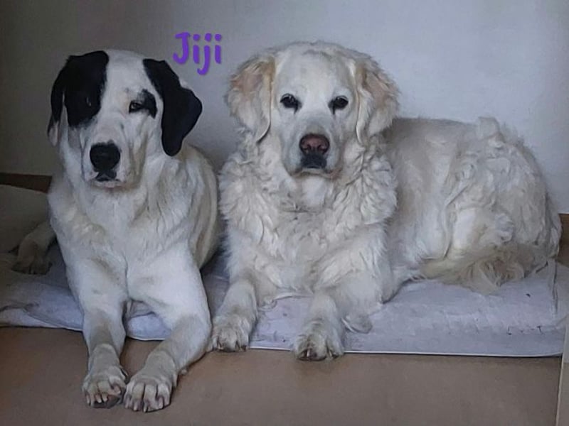 Jiji 07/2023 (in Deutschland) - ruhige und sanfte, wundervolle junge Hündin!