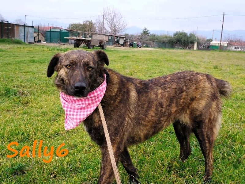 Sally6 geb. 2020 (GRC) - sanftmütige, ruhige und liebenswerte, wunderschöne Hündin!