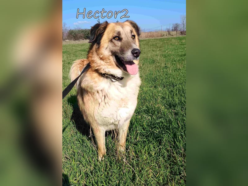 Hector2 geb. 08/2020 (GRC) - ruhiger und freundlicher Rüde wünscht sich eine liebe Familie!