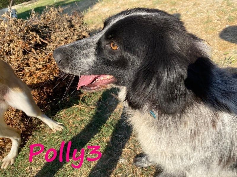 Polly3 geb. 05/2023 (GRC) - neugierige und freundliche, wunderschöne Hündin!