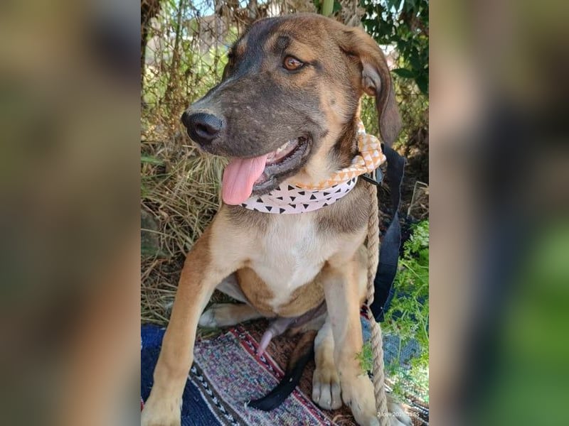 Antonio geb. 01/2025 (GRC) - freundlicher und kontaktfreudiger Junghund!