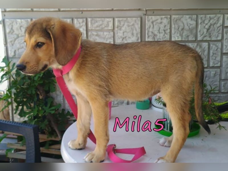Mila5 geb. 04/2026 (GRC) - diese zuckersüße Maus hat soviel mehr verdient!