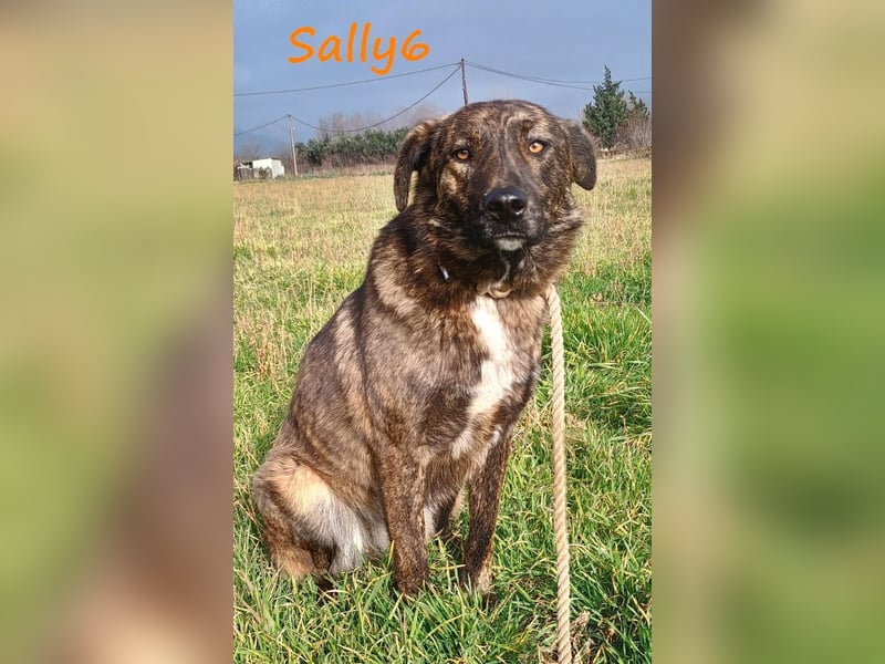 Sally6 geb. 2020 (GRC) - sanftmütige, ruhige und liebenswerte, wunderschöne Hündin!