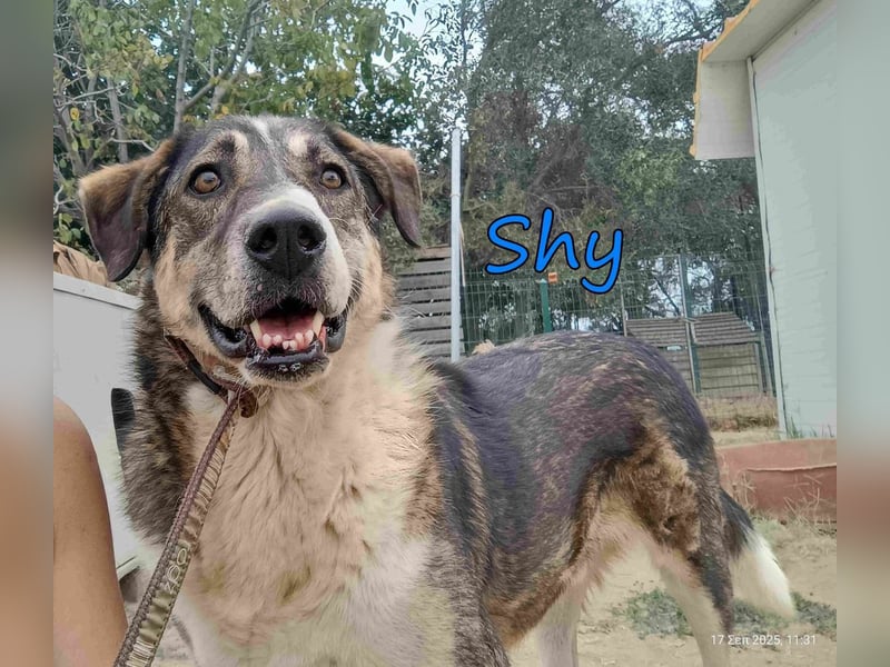 Shy geb. 08/2020 (GRC) Freundlicher und Zurückhaltender Rüde sucht seine Menschen