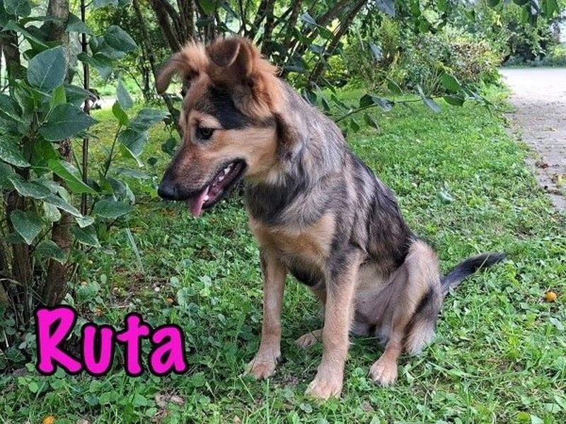 Ruta geb. 01/2025 - gehorsame und fröhliche, wunderschöne Welpin!