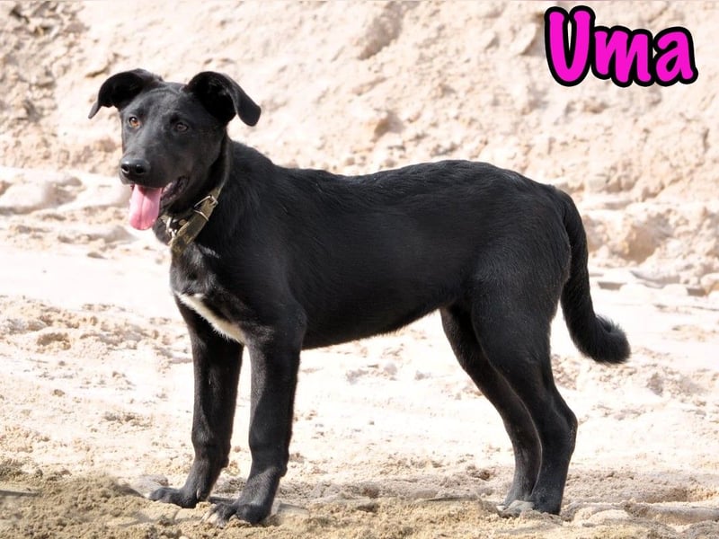 Uma geb. 03/2025 - freundliche und liebevolle Junghündin!