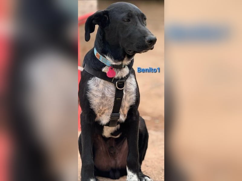 Benito1 geb. 05/2025 (ESP) - liebevoller, mutiger und loyaler Welpe!