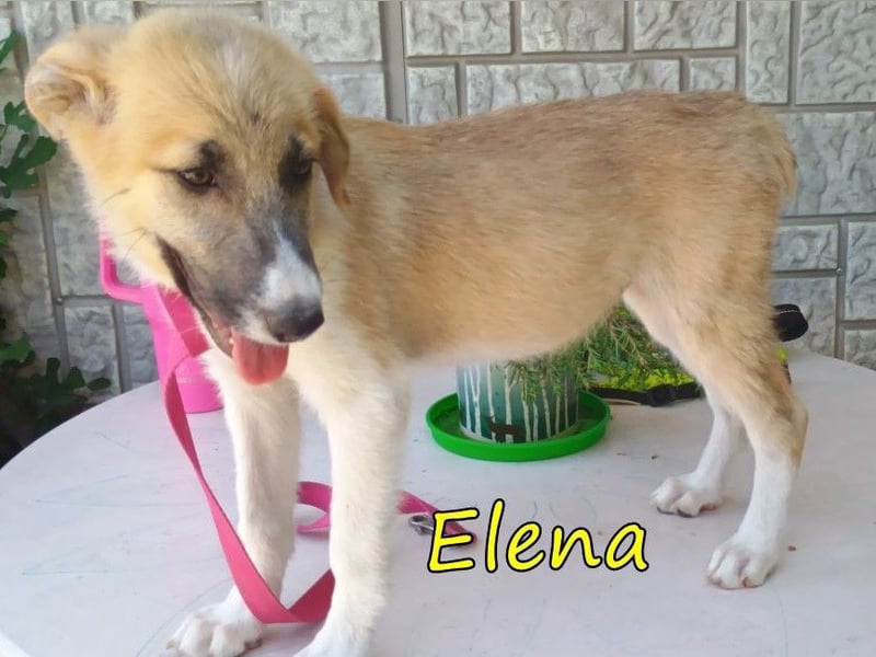 Elena geb. 04/2026 (GRC) - wunderbares Hundemädchen sucht wunderbares Zuhause!