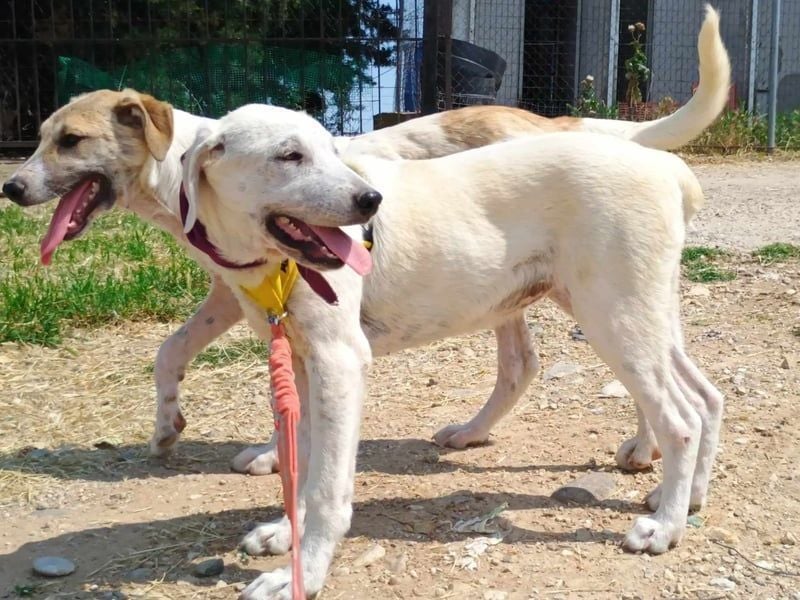 Michelle2 geb. 12/2024 (GRC) - gesellige und ruhige Welpin!