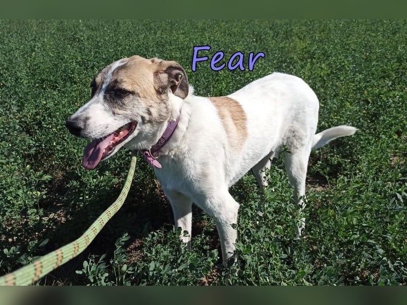 Fear geb. 09/2020 (GRC) Freundliche Hündin sucht Menschen mit Geduld und Liebe