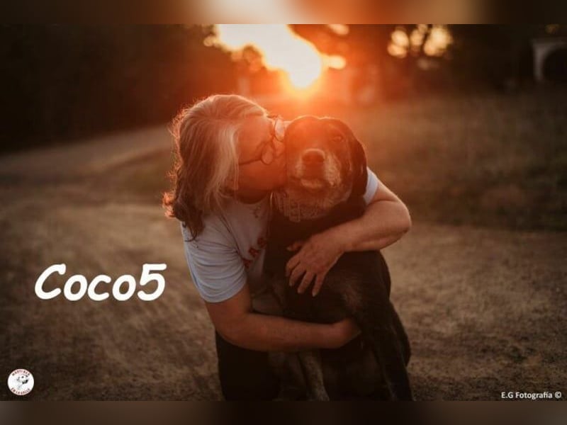 Coco5 geb. 06/2017 (ESP) - ein Engel auf vier Pfoten!
