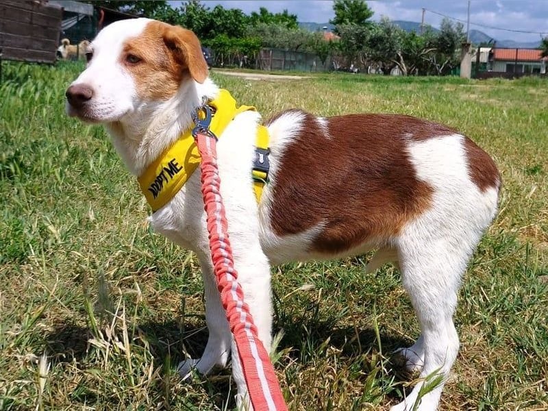 Doria geb. 12/2024 (GRC) - verspielte und verschmuste, kleine Welpin! Doria geb. 12/2024 (GRC) - verspielte und verschmuste, kleine Welpin!