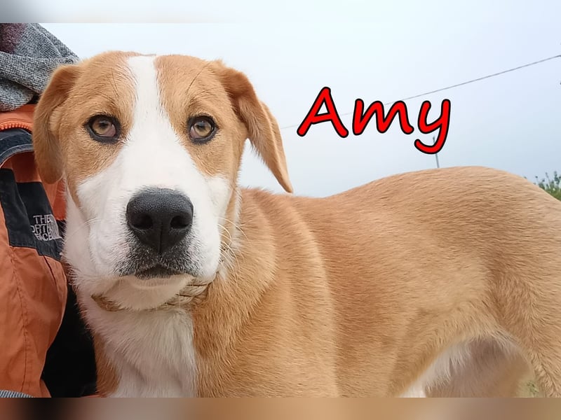 Amy geb. 11/2025 (GRC) - soziale + glückliche Maus sucht ihre eigene Familie!