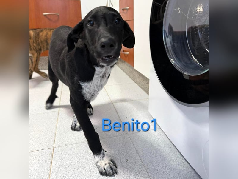 Benito1 geb. 05/2025 (ESP) - liebevoller, mutiger und loyaler Junghund!